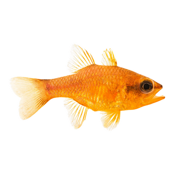 Premium Wild-Caught Cardinalfish (Apogon imberbis) – Mild & Delicate Flavor – 20g to 100g – Sustainable Seafood – Wildfischfang