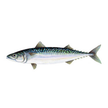 Premium Wild-Caught Mackerel (Scomber Scombrus) – Savory & Aromatic Flavor – 300g to 800g – Sustainable Seafood – Wildfischfang