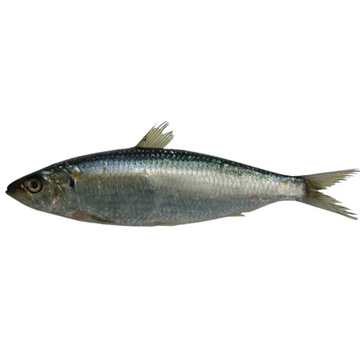 Premium Wild-Caught Sardelle (Anchovies, Engraulis encrasicolus) – Strong, Salty Flavor & Intense Umami – 10g to 50g – Sustainable Seafood – Wildfischfang - Wildfischfang