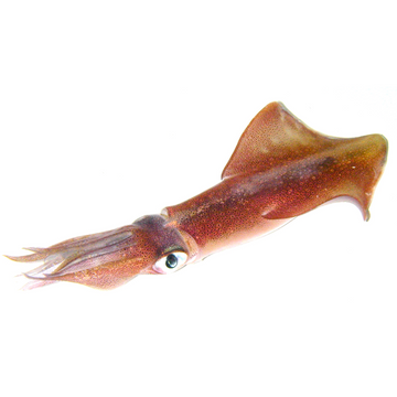 Premium Wild-Caught Squid (Loligo vulgaris) – Tender, Mild Flavor & Firm Texture – 125g to 500g – Sustainable Seafood – Wildfischfang