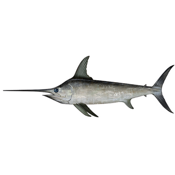 Premium Wild-Caught Swordfish (Tetrapturus belone) – Mild, Juicy Flavor & Firm, Lean Meat – 400g to 30kg – Sustainable Seafood – Wildfischfang