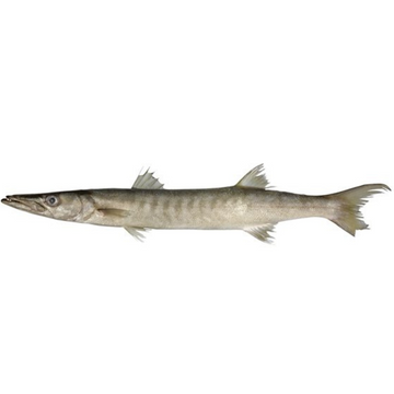 Premium Wild-Caught Mediterranean Barracuda (Sphyraena Sphyraena) – Mildly Spicy Flavor & Firm, Juicy Meat – 1kg to 3kg – Sustainable Seafood – Wildfischfang