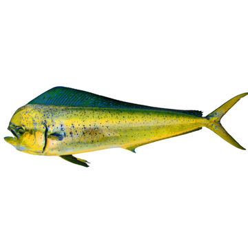 Premium Wild-Caught Gold Mackerel (Coryphaena hippurus) – Delicate, Slightly Sweet Flavor & Light Pink Meat – 500g to 10kg – Sustainable Seafood – Wildfischfang