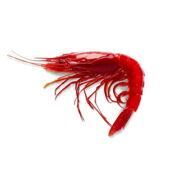 Premium Wild-Caught Garlic from Gallipoli Shrimp (Aristeus antennatus) – Sweet, Delicate Flavor & Tender Meat – 25g to 50g – Sustainable Seafood – Wildfischfang