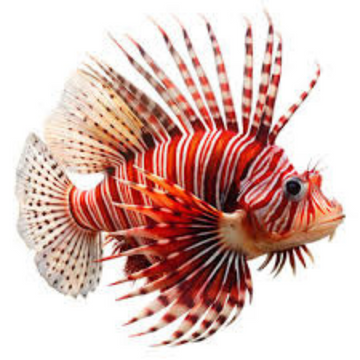 Premium Wild-Caught Lionfish – Tender White Meat & Mild Flavor – 200g to 500g – Sustainable Seafood – Wildfischfang - Wildfischfang