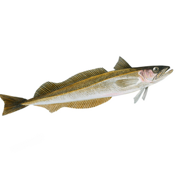 Premium Wild-Caught Hake (Merluccius merluccius) – Tender, White Meat & Delicate Flavor – 200g to 1.5kg – Sustainable Seafood – Wildfischfang - Wildfischfang