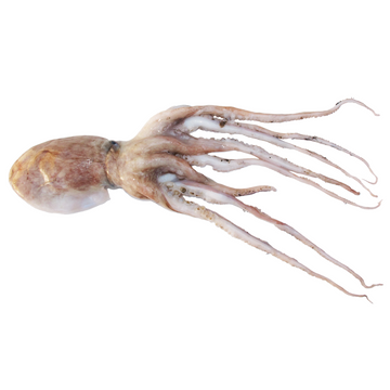 Wild-Caught Common Octopus (Octopus vulgaris) – Mild, Sweet Flavor & Tender Meat – 125g to 500g – Sustainable Seafood – Wildfischfang