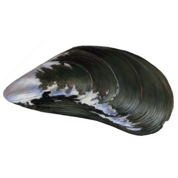 Premium Tarantine Mussels (Mytilus edulis) – Iodine-Rich, Salty Flavor – Sustainably Farmed – 8 CHF to 16 CHF per kg – Wildfischfang