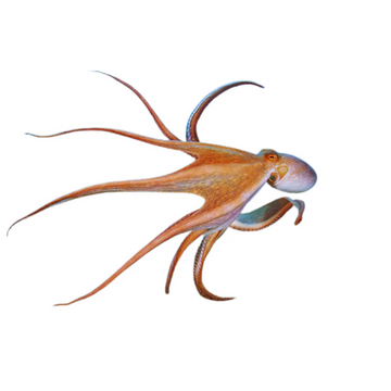 Premium Wild-Caught Small Octopus (Eledone moschata) – Delicate, Sweet Flavor & Tender Meat – 100g to 500g – Sustainable Seafood – Wildfischfang