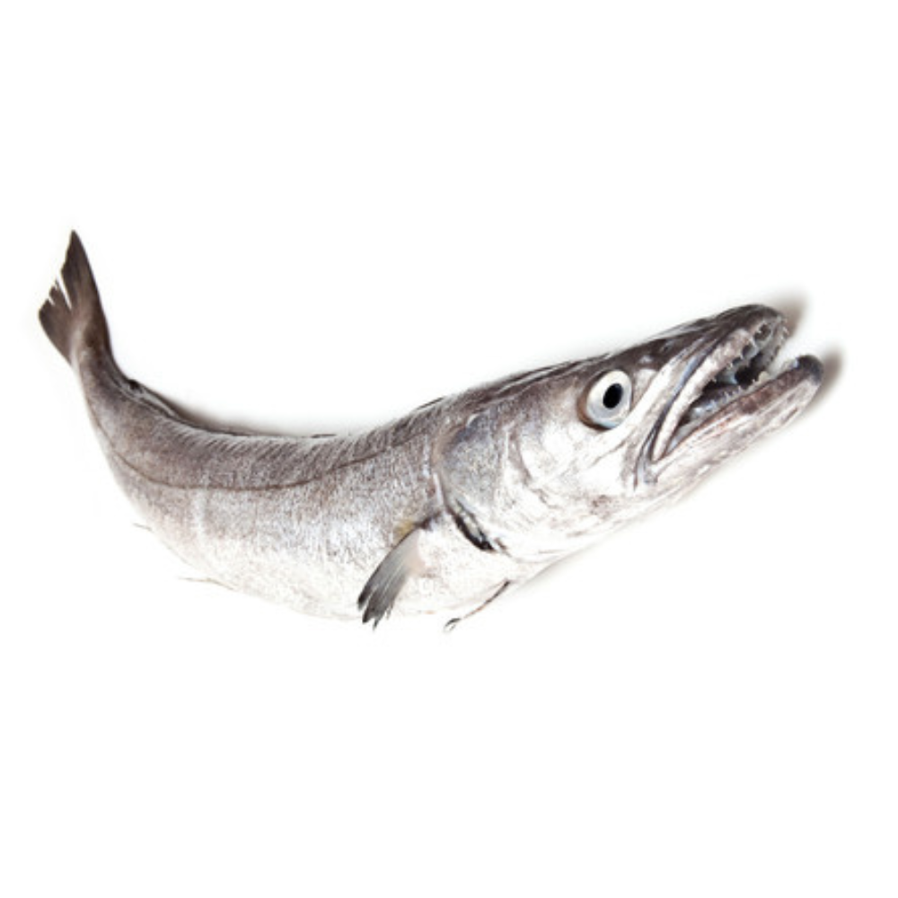 Premium Wild-Caught Hake (Merluccius merluccius) – Tender, White Meat & Delicate Flavor – 200g to 1.5kg – Sustainable Seafood – Wildfischfang - Wildfischfang