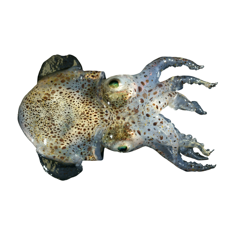 Premium Wild-Caught Small Cuttlefish (Sepiola rondeletii) – Mild, Sweet Flavor & Tender Meat – 2cm to 4cm – Sustainable Seafood – Wildfischfang