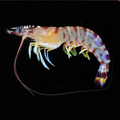 Premium Wild-Caught Rosa Shrimp (Parapenaeus longirostris) – Mild, Sweet Flavor & Tender Meat – 15g to 25g – Sustainable Seafood – Wildfischfang - Wildfischfang