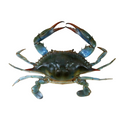 Premium Wild-Caught Mediterranean Swimming Crab (Callinectes sapidus) – Delicate, Sweet Flavor & Tender Meat – 100g to 200g – Sustainable Seafood – Wildfischfang - Wildfischfang
