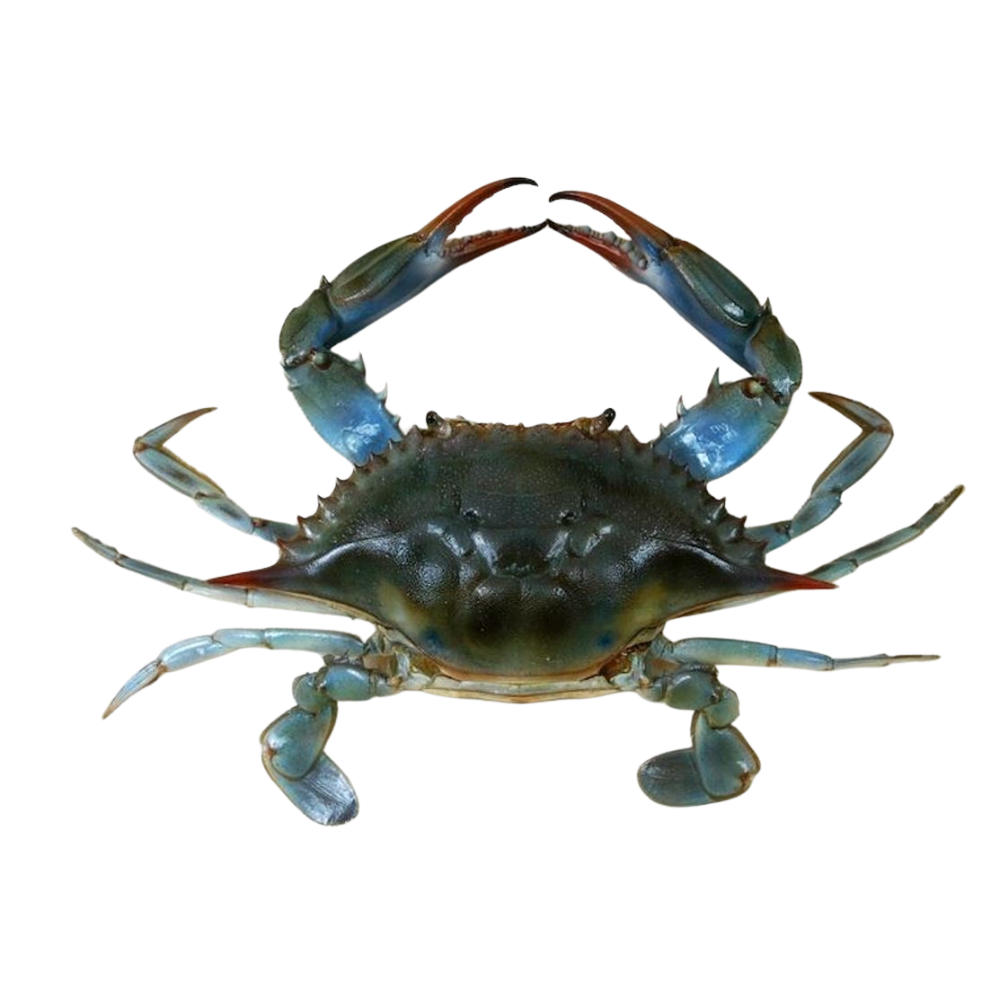 Premium Wild-Caught Mediterranean Swimming Crab (Callinectes sapidus) – Delicate, Sweet Flavor & Tender Meat – 100g to 200g – Sustainable Seafood – Wildfischfang - Wildfischfang
