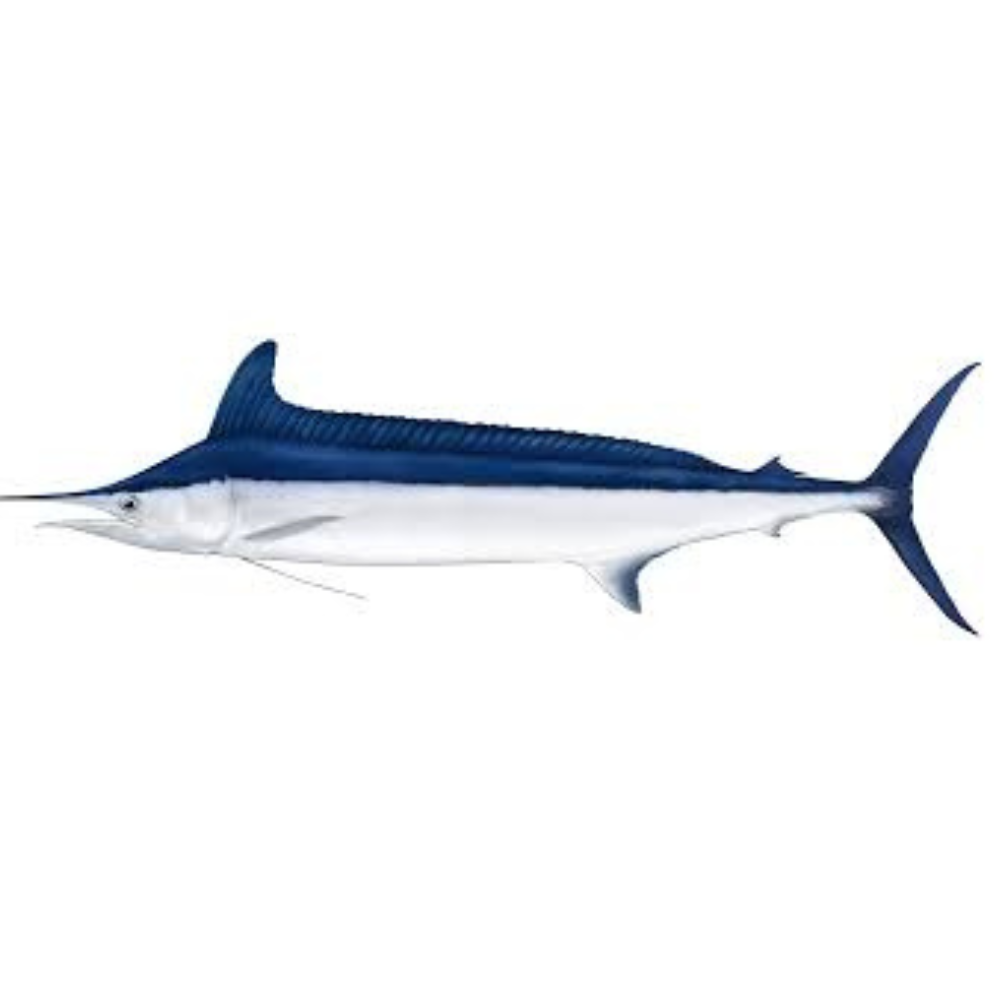 Premium Wild-Caught Mediterranean Marlin Pink (Tetrapturus belone) – Mild, Sweet Flavor & Firm, Pink Meat – 10kg to 40kg – Sustainable Seafood – Wildfischfang - Wildfischfang