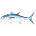 Premium Wild-Caught Bluefin Tuna (Thunnus Thynnus) – Deep Red, Fleshy Meat – 1kg to 200kg – Sustainable Seafood – Wildfischfang - Wildfischfang