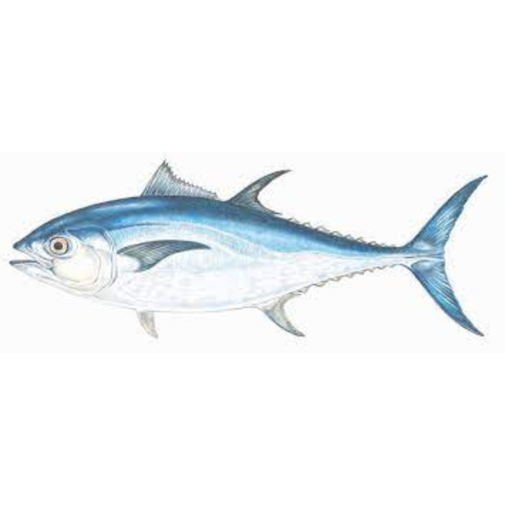 Premium Wild-Caught Bluefin Tuna (Thunnus Thynnus) – Deep Red, Fleshy Meat – 1kg to 200kg – Sustainable Seafood – Wildfischfang - Wildfischfang