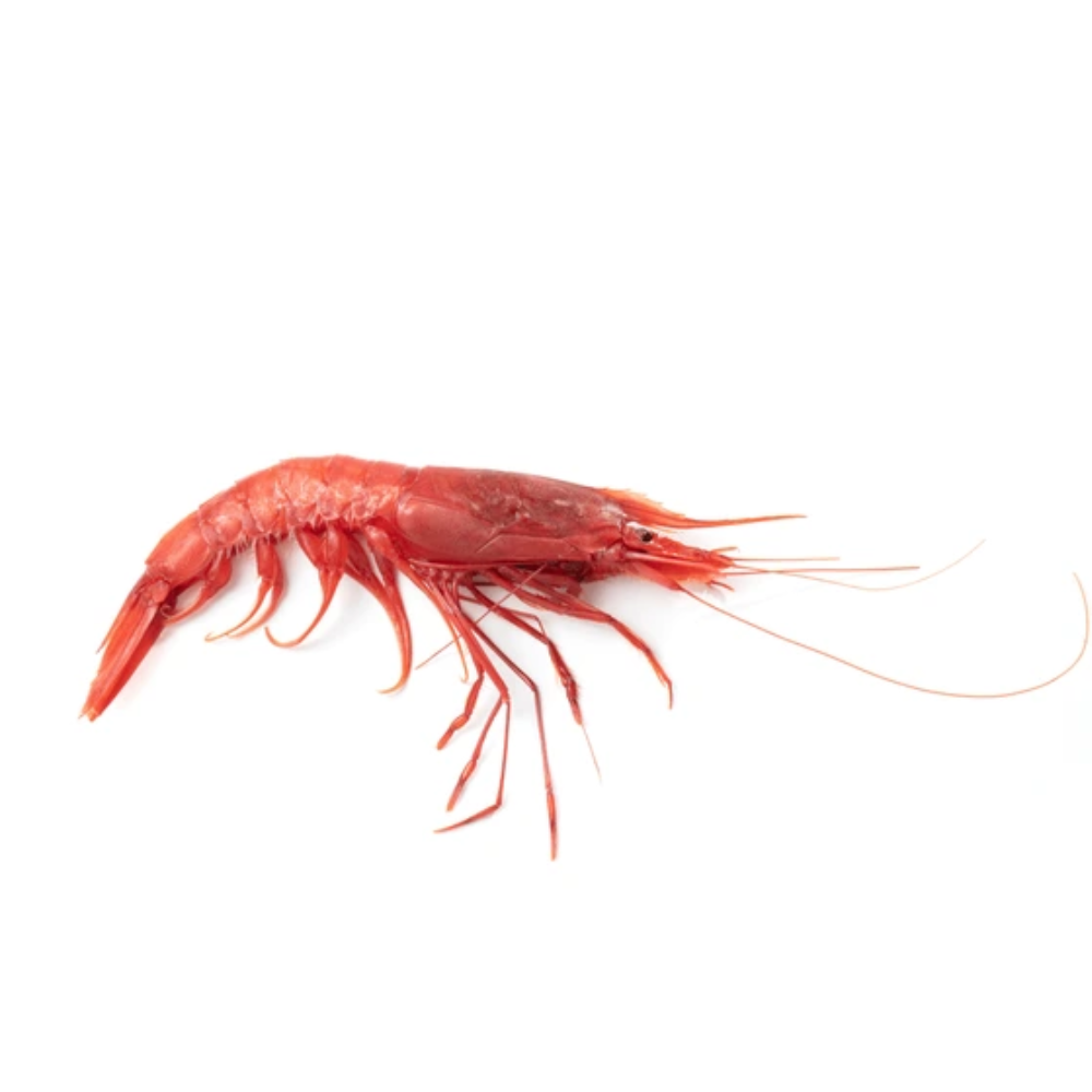 Premium Wild-Caught Deep Sea Shrimp (Aristaeomorpha foliacea) – Sweet, Umami Flavor & Tender Flesh – 30g to 80g – Sustainable Seafood – Wildfischfang