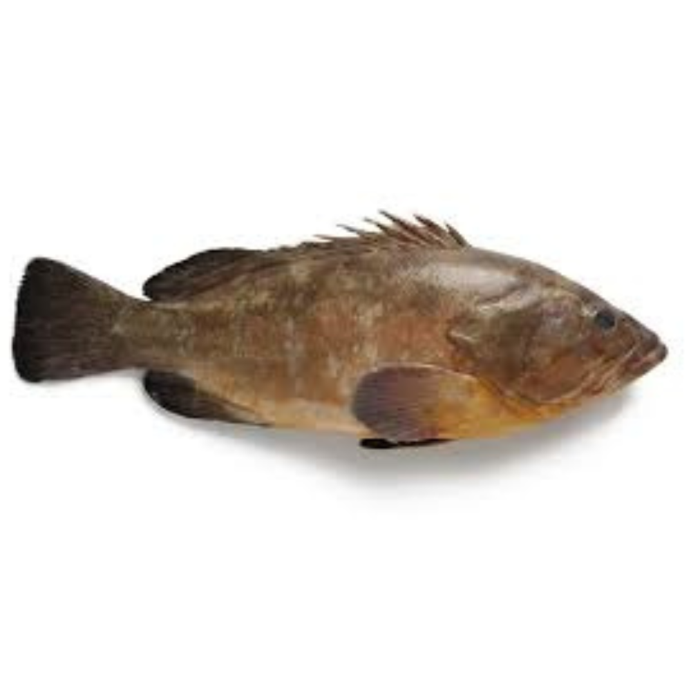 Premium Wild-Caught Grouper (Epinephelidae) – Mild, Tender White Meat – 300g to 6kg – Sustainable Seafood – Wildfischfang - Wildfischfang