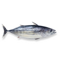 Premium Wild-Caught Sardinian Bonito (Sarda sarda) – Smoky, Tuna-like Flavor & Firm, Protein-Rich Meat – 1.5kg to 5kg – Sustainable Seafood – Wildfischfang - Wildfischfang