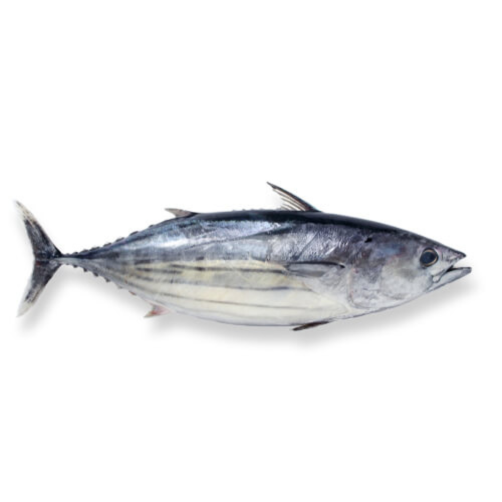 Premium Wild-Caught Sardinian Bonito (Sarda sarda) – Smoky, Tuna-like Flavor & Firm, Protein-Rich Meat – 1.5kg to 5kg – Sustainable Seafood – Wildfischfang - Wildfischfang