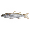 Premium Wild-Caught Mullet (Mugil cephalus) – Lean, Firm White Meat & Nutty Flavor – 300g to 6kg – Sustainable Seafood – Wildfischfang - Wildfischfang