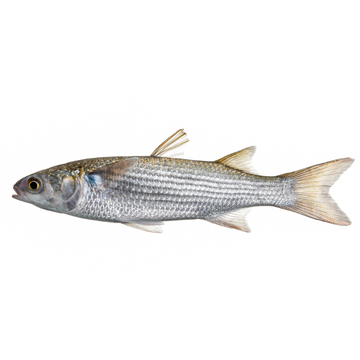 Premium Wild-Caught Mullet (Mugil cephalus) – Lean, Firm White Meat & Nutty Flavor – 300g to 6kg – Sustainable Seafood – Wildfischfang - Wildfischfang