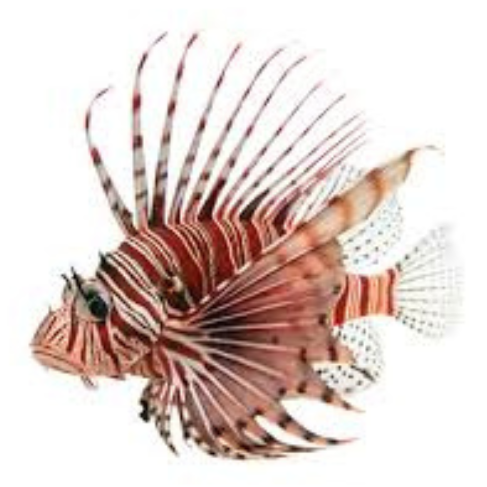 Premium Wild-Caught Lionfish – Tender White Meat & Mild Flavor – 200g to 500g – Sustainable Seafood – Wildfischfang