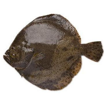 Premium Wild-Caught Turbot (Steinbutt) – Mild, Sweet Flavor & Tender White Meat – 500g to 10kg – Sustainable Seafood – Wildfischfang