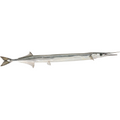 Premium Wild-Caught Hornhecht (Garfish, Belone Belone) – Tender White Meat & Mild Flavor – 500g to 1.5kg – Sustainable Seafood – Wildfischfang - Wildfischfang