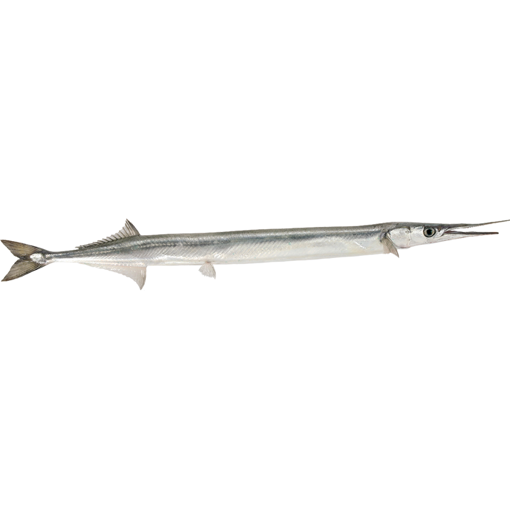 Premium Wild-Caught Hornhecht (Garfish, Belone Belone) – Tender White Meat & Mild Flavor – 500g to 1.5kg – Sustainable Seafood – Wildfischfang - Wildfischfang