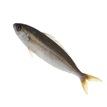 Premium Wild-Caught Striped Bream (Boops boops) – Subtle Flavor & Juicy White Flesh – 200g to 500g – Sustainable Seafood – Wildfischfang