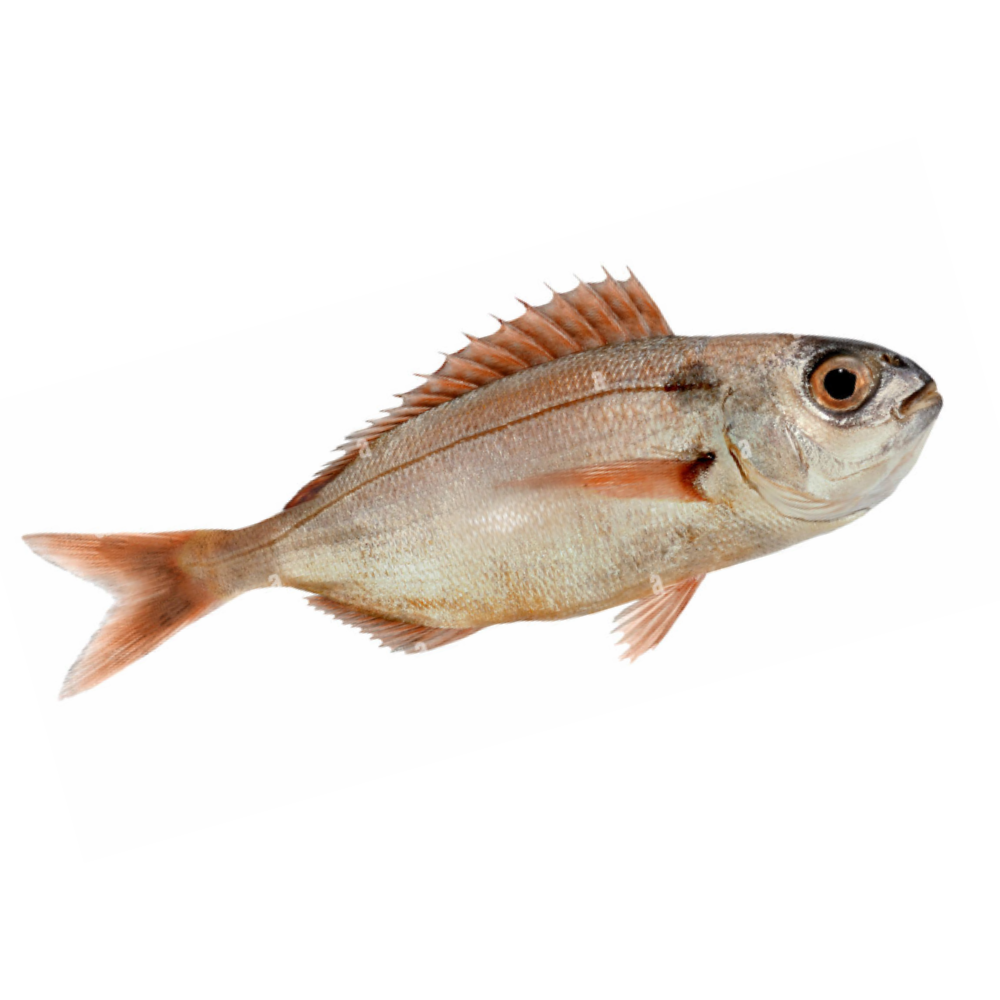 Premium Wild-Caught Black Dentex (Pagellus bogaraveo) – Aromatic & Sweet Flavor – 300g to 1.5kg – Sustainable Seafood – Wildfischfang - Wildfischfang