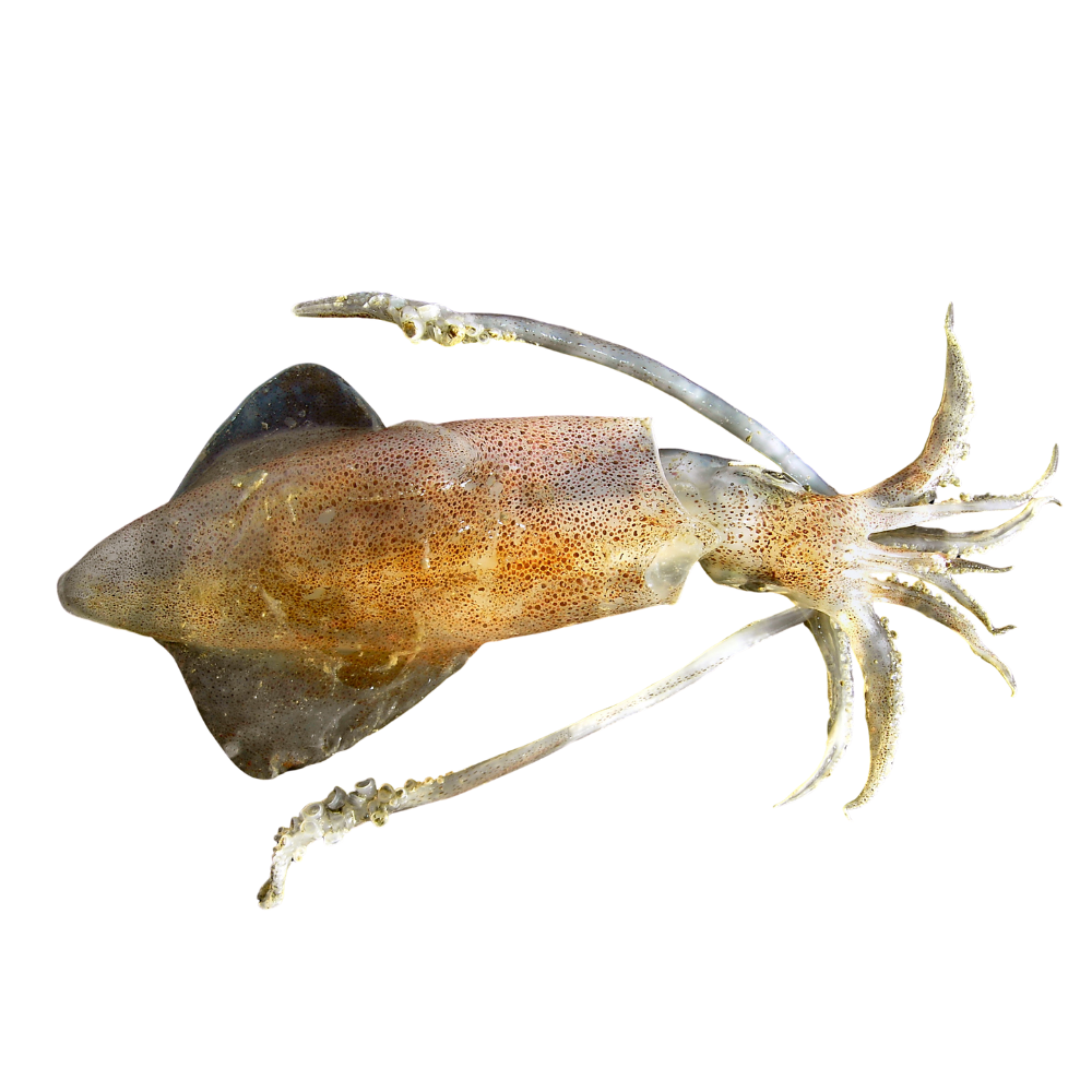 Premium Wild-Caught Squid (Loligo vulgaris) – Tender, Mild Flavor & Firm Texture – 125g to 500g – Sustainable Seafood – Wildfischfang