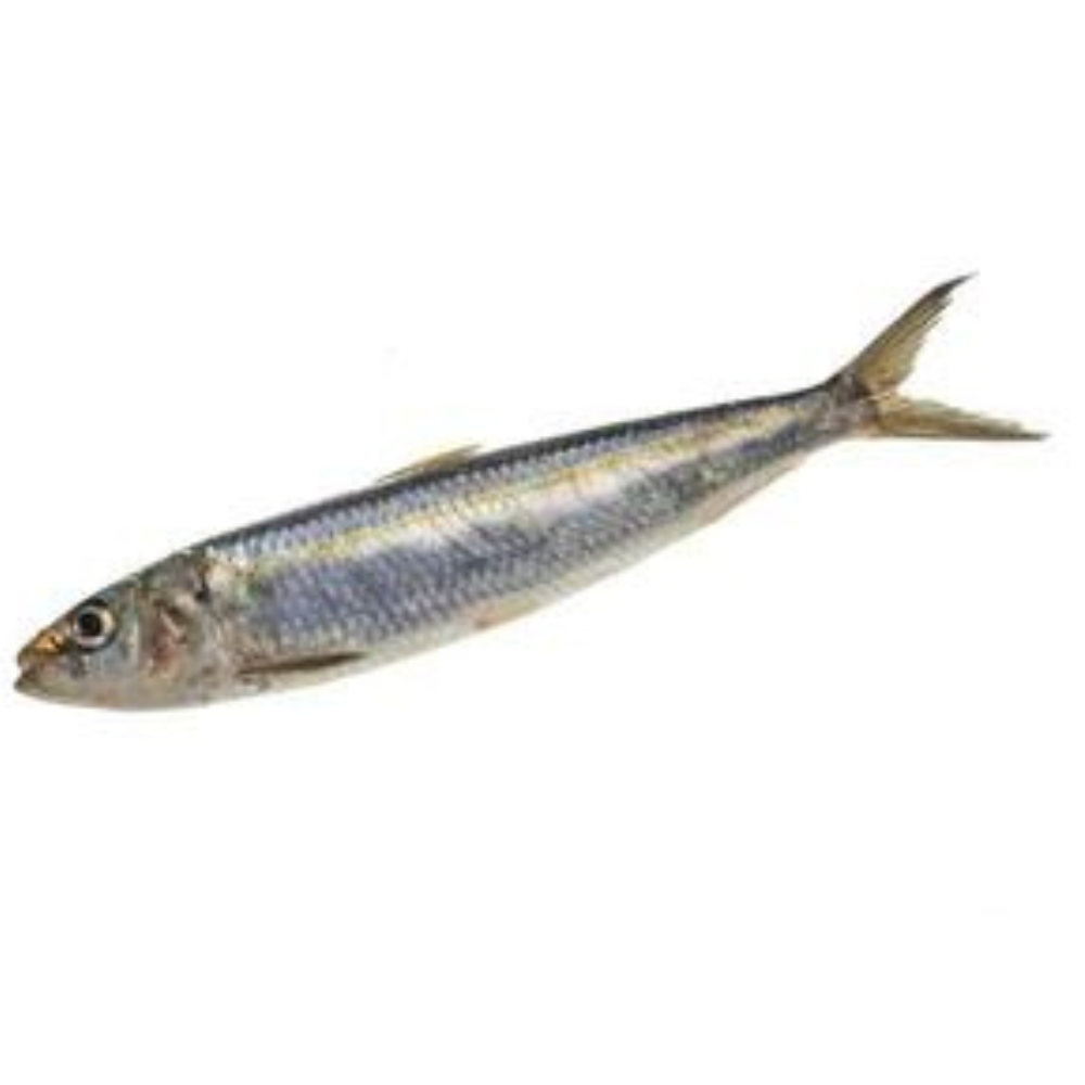 Premium Wild-Caught Sardine (Sardina pilchardus) – Mild, Aromatic Flavor & Juicy Meat – 100g to 150g – Sustainable Seafood – Wildfischfang - Wildfischfang