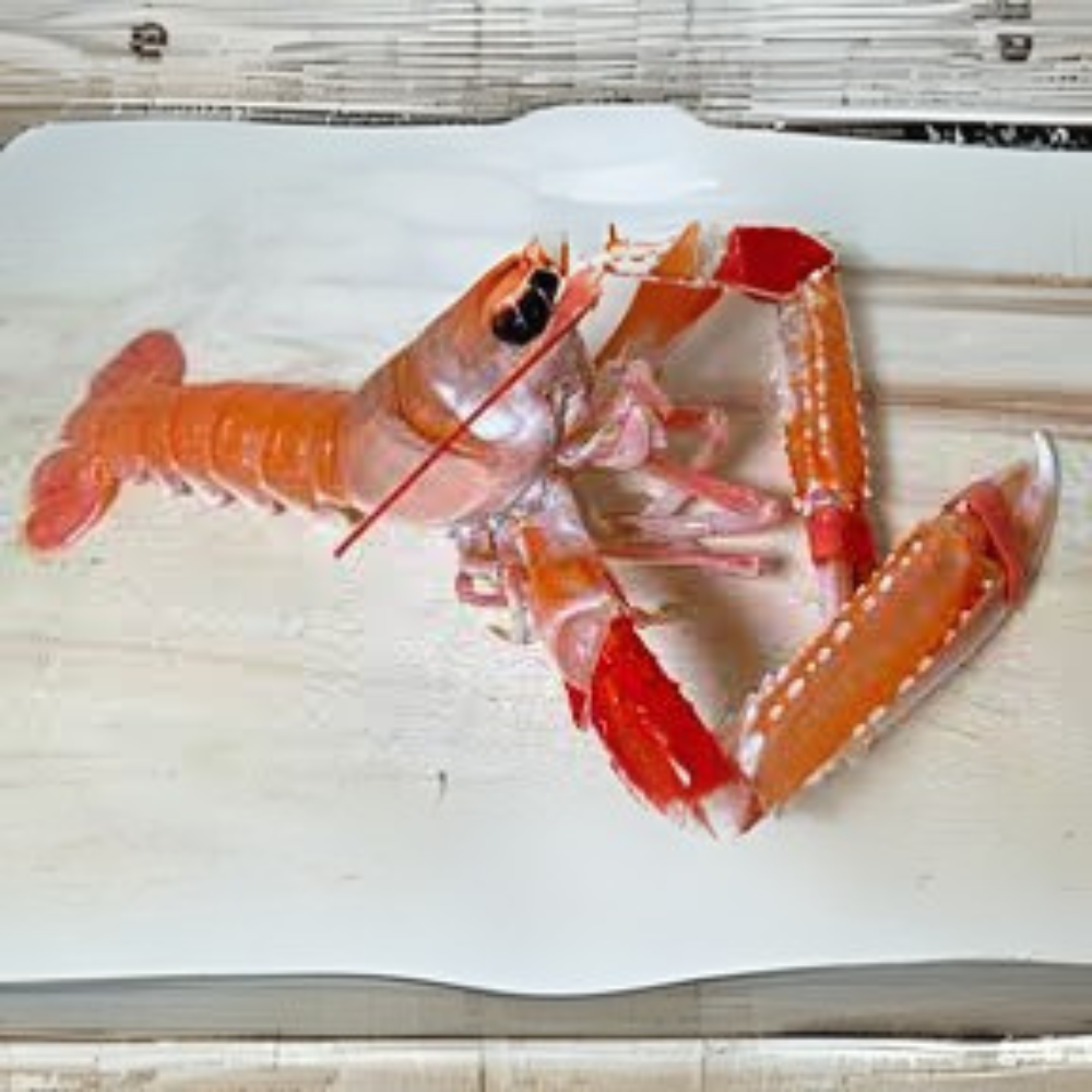 Premium Wild-Caught Norway Lobster Scampi (Nephrops norvegicus) – Sweet, Buttery Meat & Noble Flavor – 50g to 200g – Sustainable Seafood – Wildfischfang - Wildfischfang