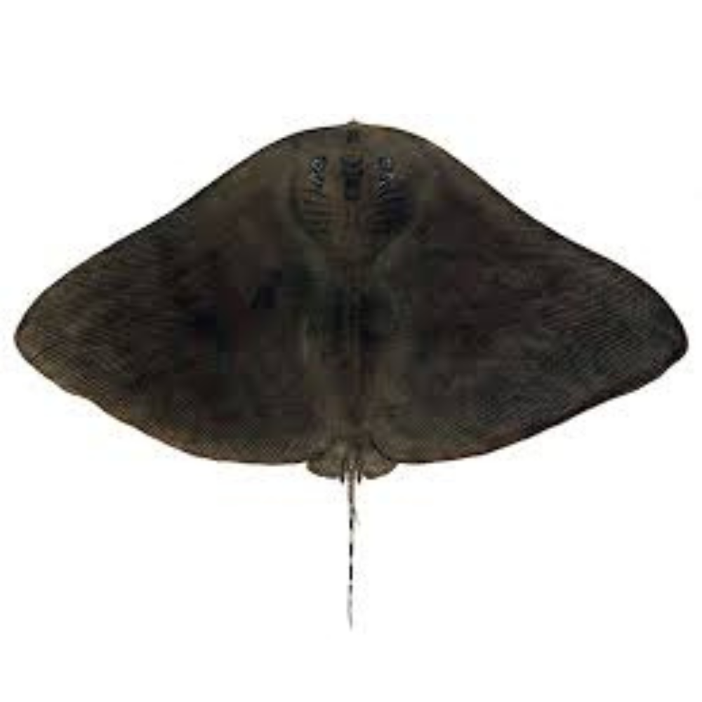 Premium Wild-Caught Ray (Cartilaginous Fish) – Mild, Sweet Flavor & Tender Wings – 300g to 800g – Sustainable Seafood – Wildfischfang