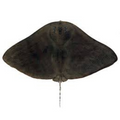 Premium Wild-Caught Ray (Cartilaginous Fish) – Mild, Sweet Flavor & Tender Wings – 300g to 800g – Sustainable Seafood – Wildfischfang - Wildfischfang