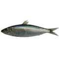 Premium Wild-Caught Sardelle (Anchovies, Engraulis encrasicolus) – Strong, Salty Flavor & Intense Umami – 10g to 50g – Sustainable Seafood – Wildfischfang - Wildfischfang