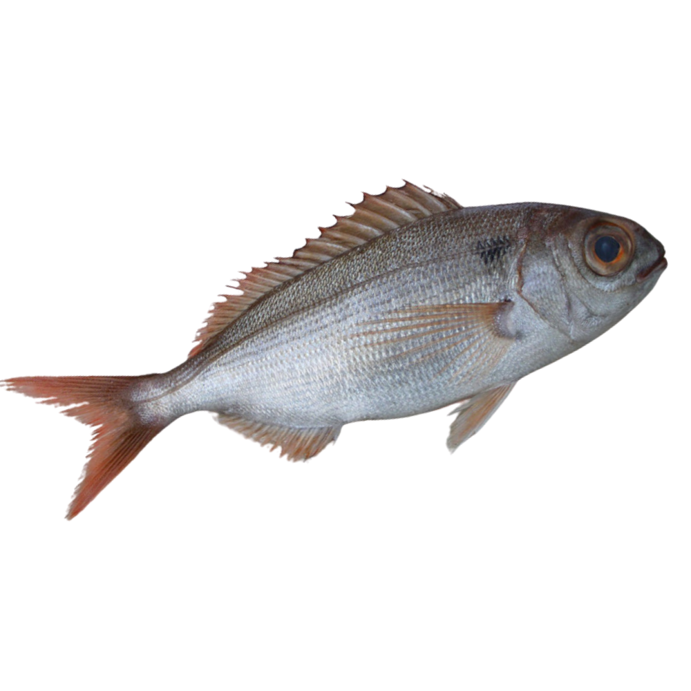 Premium Wild-Caught Black Dentex (Pagellus bogaraveo) – Aromatic & Sweet Flavor – 300g to 1.5kg – Sustainable Seafood – Wildfischfang - Wildfischfang