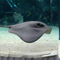 Premium Wild-Caught Ray (Cartilaginous Fish) – Mild, Sweet Flavor & Tender Wings – 300g to 800g – Sustainable Seafood – Wildfischfang - Wildfischfang