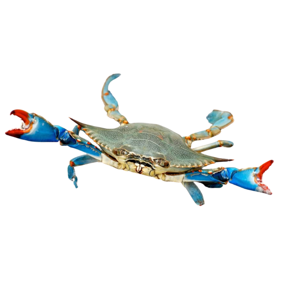 Premium Wild-Caught Mediterranean Swimming Crab (Callinectes sapidus) – Delicate, Sweet Flavor & Tender Meat – 100g to 200g – Sustainable Seafood – Wildfischfang