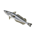 Premium Wild-Caught Hake (Merluccius merluccius) – Tender, White Meat & Delicate Flavor – 200g to 1.5kg – Sustainable Seafood – Wildfischfang - Wildfischfang