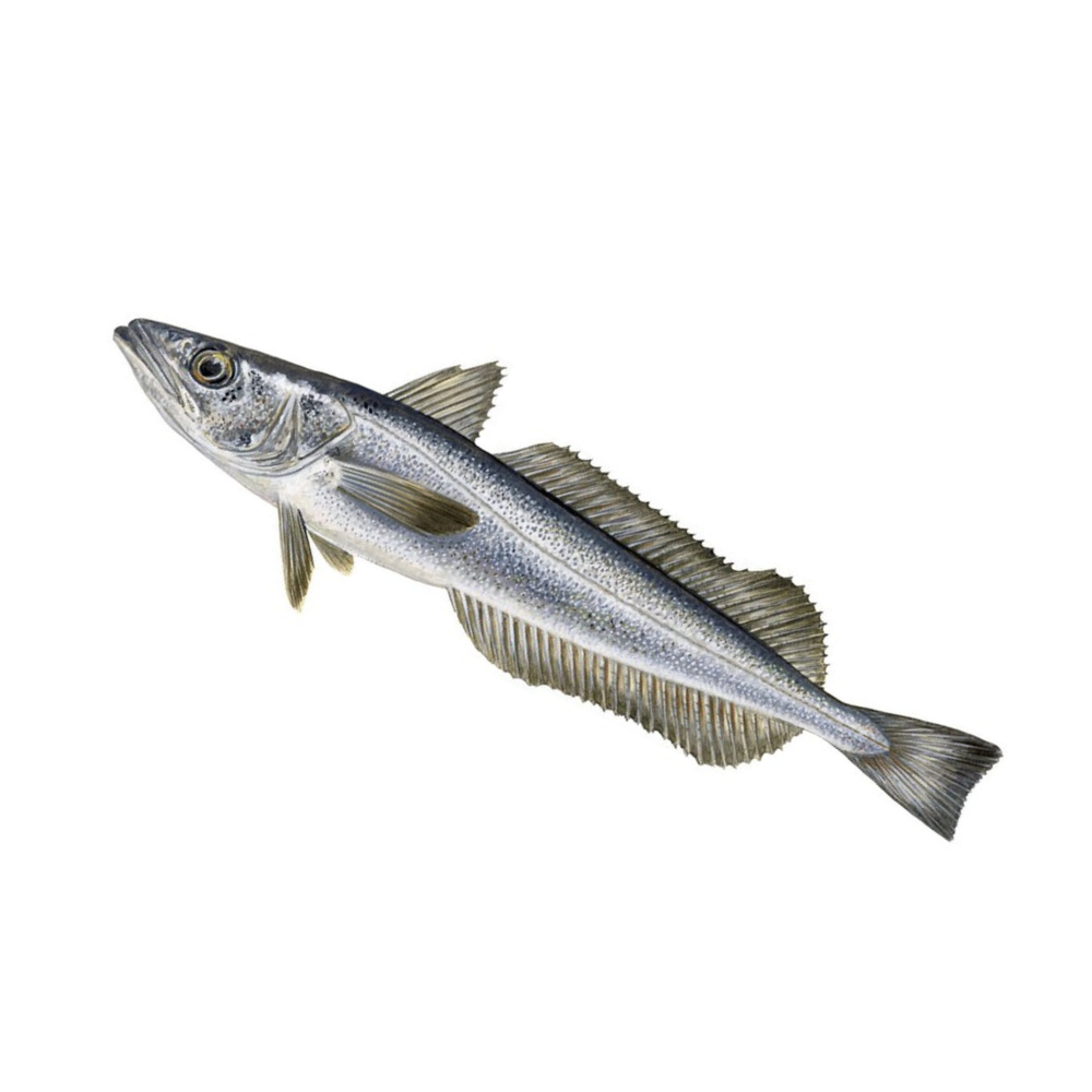 Premium Wild-Caught Hake (Merluccius merluccius) – Tender, White Meat & Delicate Flavor – 200g to 1.5kg – Sustainable Seafood – Wildfischfang - Wildfischfang