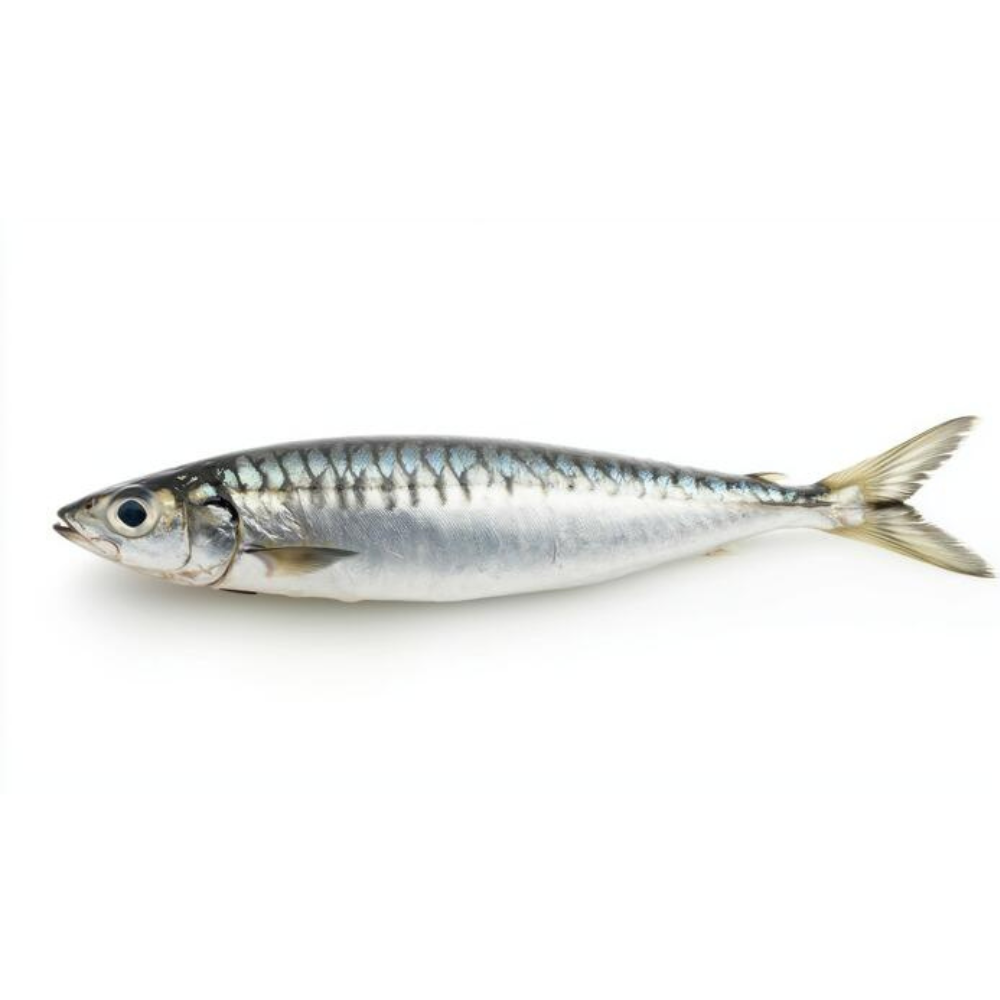 Premium Wild-Caught Sardine (Sardina pilchardus) – Mild, Aromatic Flavor & Juicy Meat – 100g to 150g – Sustainable Seafood – Wildfischfang