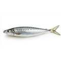 Premium Wild-Caught Sardine (Sardina pilchardus) – Mild, Aromatic Flavor & Juicy Meat – 100g to 150g – Sustainable Seafood – Wildfischfang - Wildfischfang