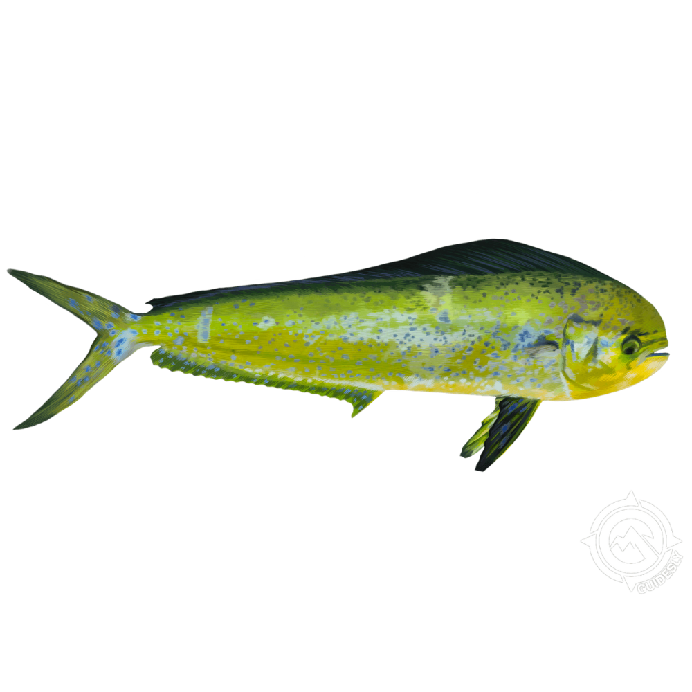 Premium Wild-Caught Gold Mackerel (Coryphaena hippurus) – Delicate, Slightly Sweet Flavor & Light Pink Meat – 500g to 10kg – Sustainable Seafood – Wildfischfang