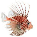 Premium Wild-Caught Lionfish – Tender White Meat & Mild Flavor – 200g to 500g – Sustainable Seafood – Wildfischfang - Wildfischfang
