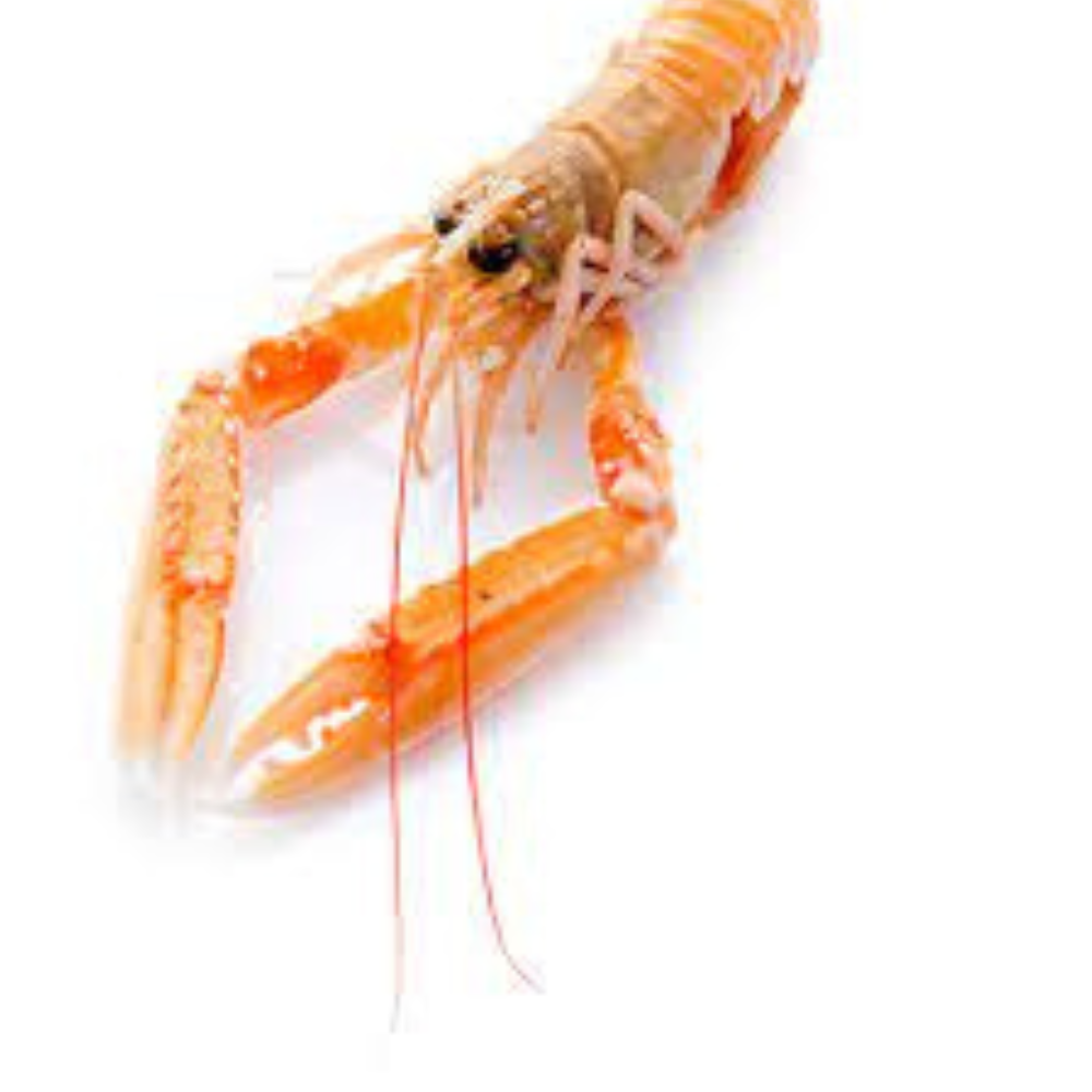 Premium Wild-Caught Norway Lobster Scampi (Nephrops norvegicus) – Sweet, Buttery Meat & Noble Flavor – 50g to 200g – Sustainable Seafood – Wildfischfang - Wildfischfang