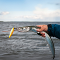 Premium Wild-Caught Hornhecht (Garfish, Belone Belone) – Tender White Meat & Mild Flavor – 500g to 1.5kg – Sustainable Seafood – Wildfischfang - Wildfischfang
